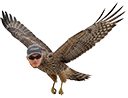 Haukka